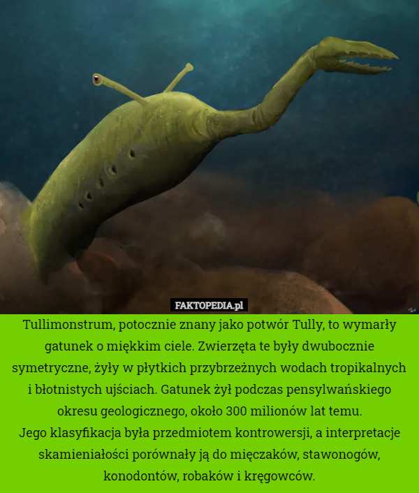 Tullimonstrum, potocznie znany jako potwór Tully, to wymarły gatunek o miękkim ciele. Zwierzęta te były dwubocznie symetryczne, żyły w płytkich przybrzeżnych wodach tropikalnych i błotnistych ujściach. Gatunek żył podczas pensylwańskiego okresu geologicznego, około 300 milionów lat temu.
Jego klasyfikacja była przedmiotem kontrowersji, a interpretacje skamieniałości porównały ją do mięczaków, stawonogów, konodontów, robaków i kręgowców. 