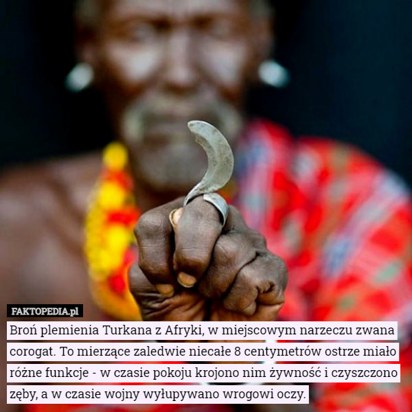 Broń plemienia Turkana z Afryki, w miejscowym narzeczu zwana corogat. To mierzące zaledwie niecałe 8 centymetrów ostrze miało różne funkcje - w czasie pokoju krojono nim żywność i czyszczono zęby, a w czasie wojny wyłupywano wrogowi oczy. 