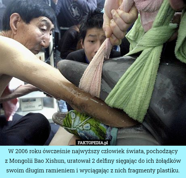 W 2006 roku ówcześnie najwyższy człowiek świata, pochodzący
 z Mongolii Bao Xishun, uratował 2 delfiny sięgając do ich żołądków swoim długim ramieniem i wyciągając z nich fragmenty plastiku. 