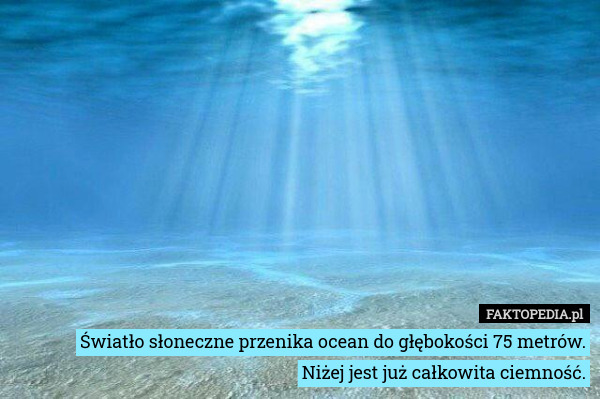 Światło słoneczne przenika ocean do głębokości 75 metrów.
Niżej jest już całkowita ciemność. 