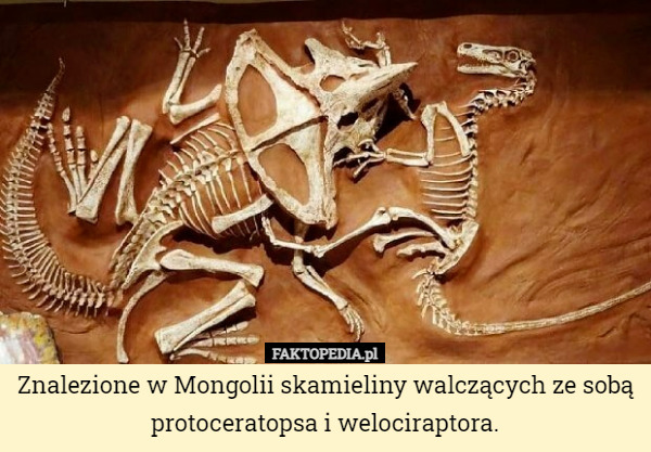 Znalezione w Mongolii skamieliny walczących ze sobą protoceratopsa i welociraptora. 