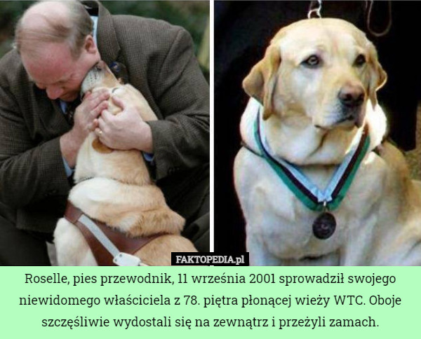 Roselle, pies przewodnik, 11 września 2001 sprowadził swojego niewidomego właściciela z 78. piętra płonącej wieży WTC. Oboje szczęśliwie wydostali się na zewnątrz i przeżyli zamach. 