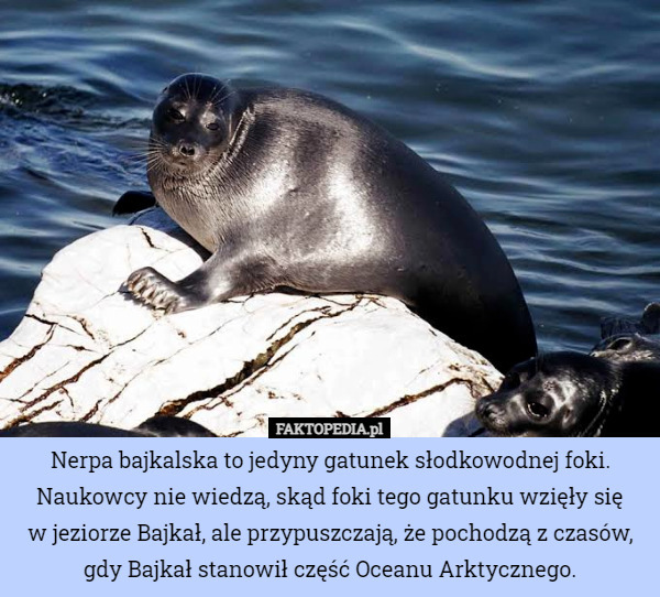 Nerpa bajkalska to jedyny gatunek słodkowodnej foki. Naukowcy nie wiedzą, skąd foki tego gatunku wzięły się
w jeziorze Bajkał, ale przypuszczają, że pochodzą z czasów, gdy Bajkał stanowił część Oceanu Arktycznego. 