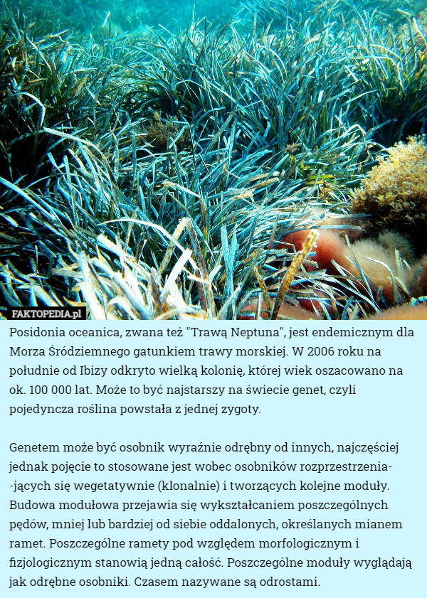 Posidonia oceanica, zwana też "Trawą Neptuna", jest endemicznym dla Morza Śródziemnego gatunkiem trawy morskiej. W 2006 roku na południe od Ibizy odkryto wielką kolonię, której wiek oszacowano na ok. 100 000 lat. Może to być najstarszy na świecie genet, czyli pojedyncza roślina powstała z jednej zygoty.

Genetem może być osobnik wyraźnie odrębny od innych, najczęściej jednak pojęcie to stosowane jest wobec osobników rozprzestrzenia-
-jących się wegetatywnie (klonalnie) i tworzących kolejne moduły. Budowa modułowa przejawia się wykształcaniem poszczególnych pędów, mniej lub bardziej od siebie oddalonych, określanych mianem ramet. Poszczególne ramety pod względem morfologicznym i fizjologicznym stanowią jedną całość. Poszczególne moduły wyglądają jak odrębne osobniki. Czasem nazywane są odrostami. 
