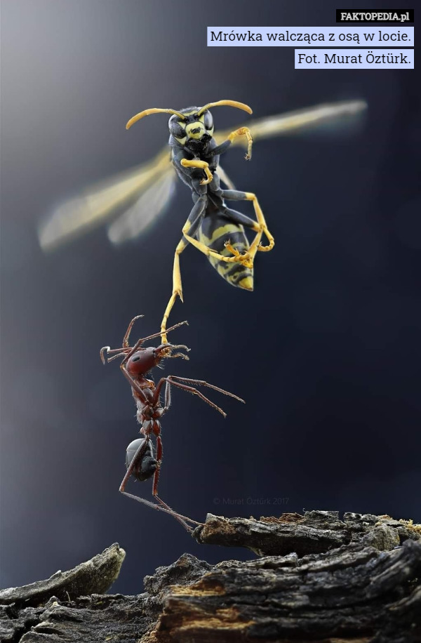Mrówka walcząca z osą w locie.
Fot. Murat Öztürk. 