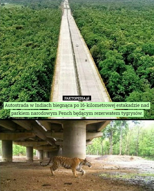 Autostrada w Indiach biegnąca po 16-kilometrowej estakadzie nad parkiem narodowym Pench będącym rezerwatem tygrysów. 