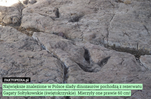 Największe znalezione w Polsce ślady dinozaurów pochodzą z rezerwatu Gagaty Sołtykowskie (świętokrzyskie). Mierzyły one prawie 60 cm! 