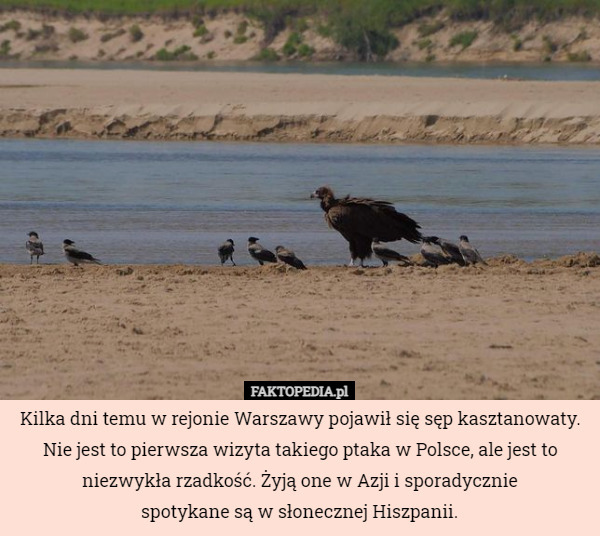 Kilka dni temu w rejonie Warszawy pojawił się sęp kasztanowaty.
Nie jest to pierwsza wizyta takiego ptaka w Polsce, ale jest to niezwykła rzadkość. Żyją one w Azji i sporadycznie
 spotykane są w słonecznej Hiszpanii. 