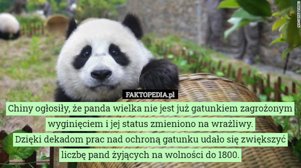 Chiny ogłosiły, że panda wielka nie jest już gatunkiem zagrożonym wyginięciem i jej status zmieniono na wrażliwy.
Dzięki dekadom prac nad ochroną gatunku udało się zwiększyć liczbę pand żyjących na wolności do 1800. 