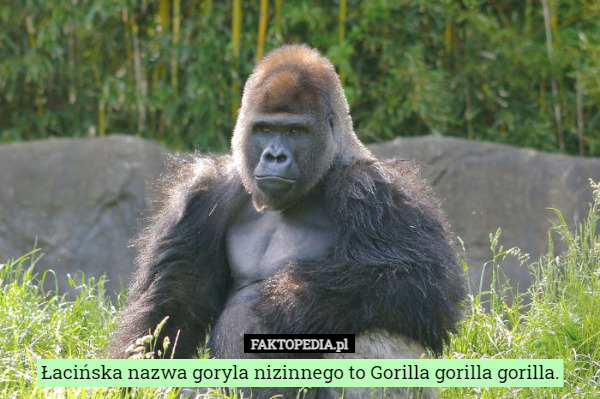 Łacińska nazwa goryla nizinnego to Gorilla gorilla gorilla. 