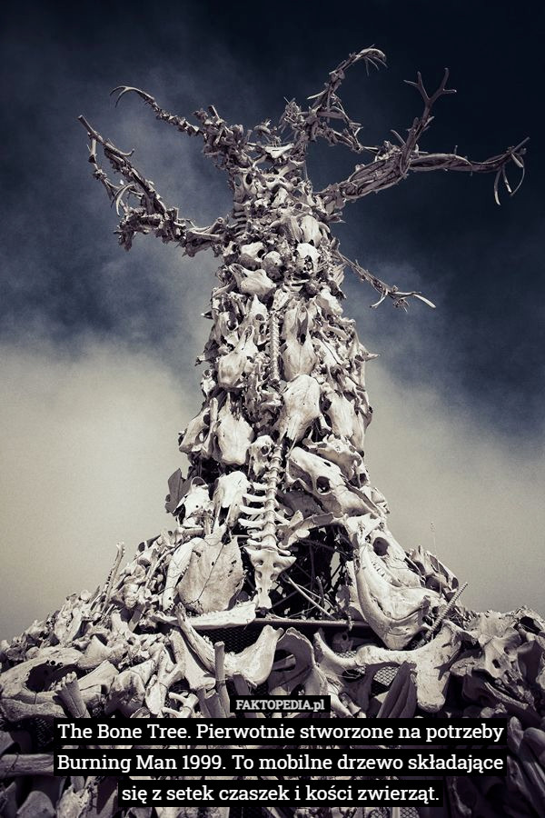 The Bone Tree. Pierwotnie stworzone na potrzeby Burning Man 1999. To mobilne drzewo składające
się z setek czaszek i kości zwierząt. 