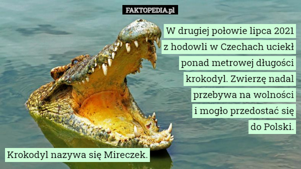 W drugiej połowie lipca 2021 z hodowli w Czechach uciekł ponad metrowej długości krokodyl. Zwierzę nadal przebywa na wolności
 i mogło przedostać się
 do Polski. Krokodyl nazywa się Mireczek. 