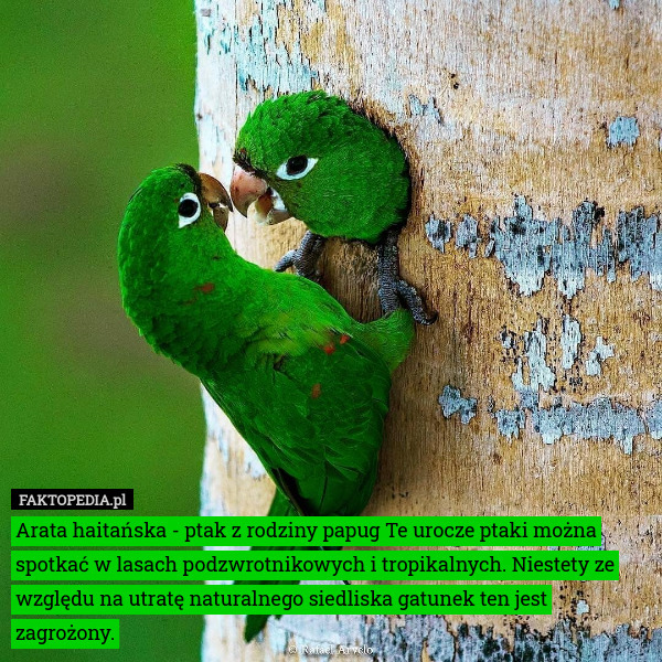 Arata haitańska - ptak z rodziny papug Te urocze ptaki można spotkać w lasach podzwrotnikowych i tropikalnych. Niestety ze względu na utratę naturalnego siedliska gatunek ten jest zagrożony. 