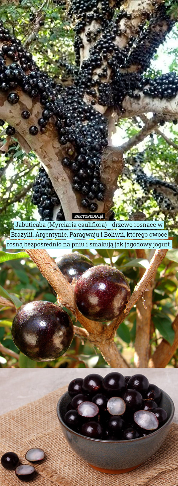 Jabuticaba (Myrciaria cauliflora) - drzewo rosnące w Brazylii, Argentynie, Paragwaju i Boliwii, którego owoce rosną bezpośrednio na pniu i smakują jak jagodowy jogurt. 