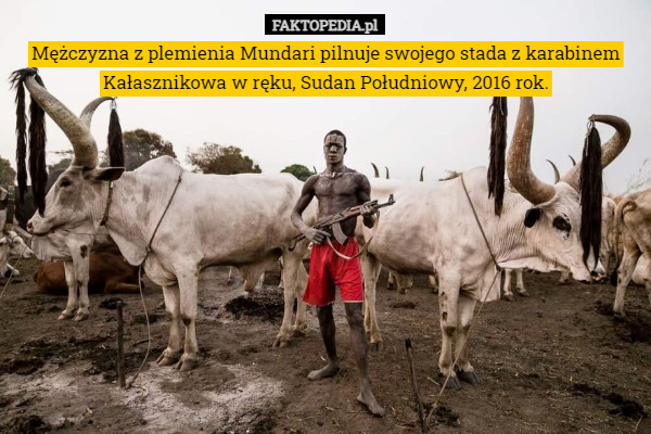 Mężczyzna z plemienia Mundari pilnuje swojego stada z karabinem Kałasznikowa w ręku, Sudan Południowy, 2016 rok. 