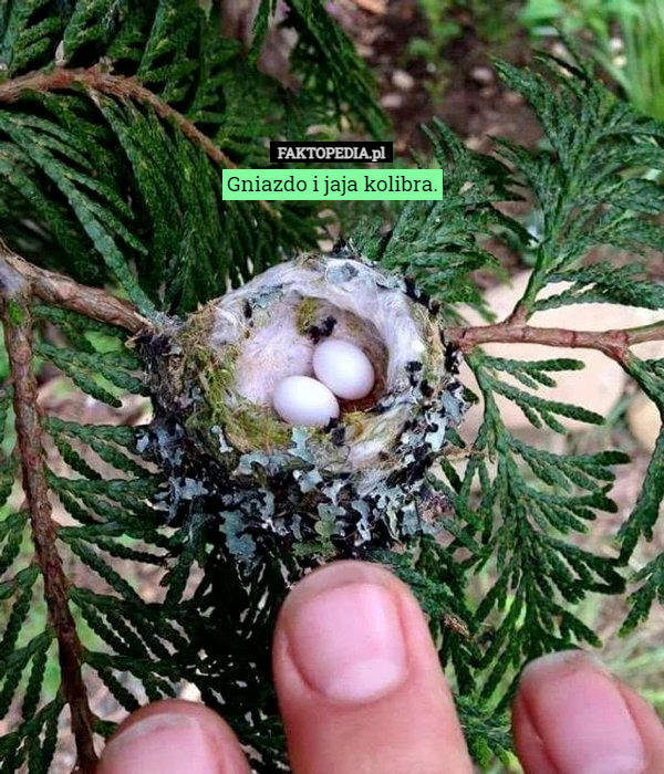 Gniazdo i jaja kolibra. 