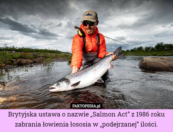Brytyjska ustawa o nazwie „Salmon Act” z 1986 roku zabrania łowienia łososia w „podejrzanej” ilości. 