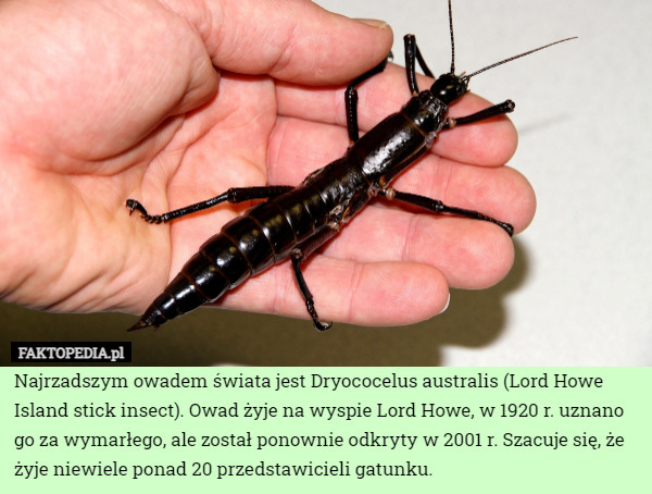 Najrzadszym owadem świata jest Dryococelus australis (Lord Howe Island stick insect). Owad żyje na wyspie Lord Howe, w 1920 r. uznano go za wymarłego, ale został ponownie odkryty w 2001 r. Szacuje się, że żyje niewiele ponad 20 przedstawicieli gatunku. 