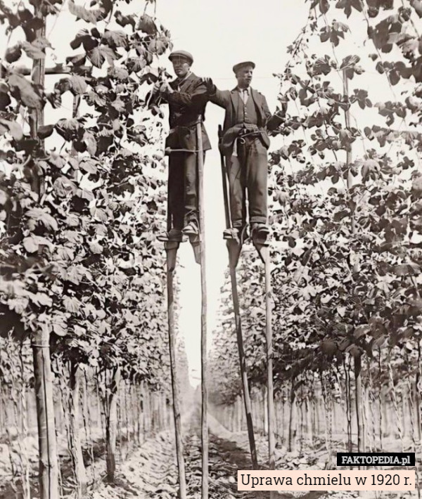 Uprawa chmielu w 1920 r. 