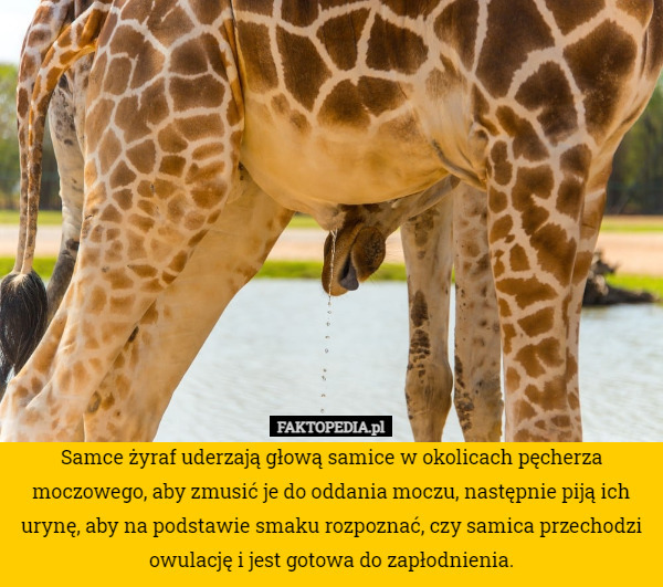 Samce żyraf uderzają głową samice w okolicach pęcherza moczowego, aby zmusić je do oddania moczu, następnie piją ich urynę, aby na podstawie smaku rozpoznać, czy samica przechodzi owulację i jest gotowa do zapłodnienia. 