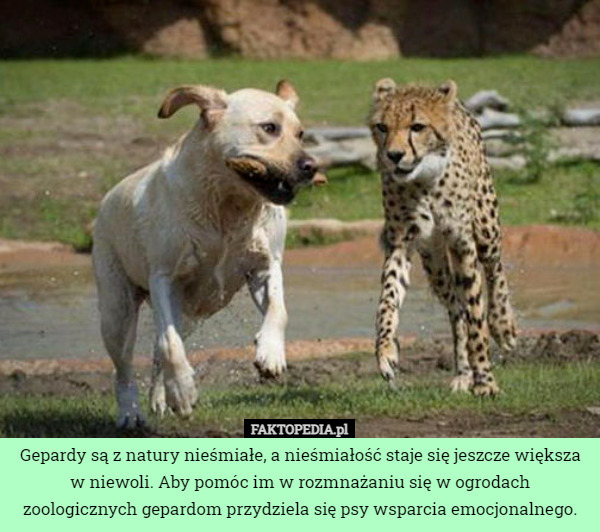 Gepardy są z natury nieśmiałe, a nieśmiałość staje się jeszcze większa w niewoli. Aby pomóc im w rozmnażaniu się w ogrodach zoologicznych gepardom przydziela się psy wsparcia emocjonalnego. 