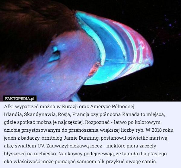 Alki wypatrzeć można w Eurazji oraz Ameryce Północnej.
 Irlandia, Skandynawia, Rosja, Francja czy północna Kanada to miejsca, gdzie spotkać można je najczęściej. Rozpoznać - łatwo po kolorowym dziobie przystosowanym do przenoszenia większej liczby ryb. W 2018 roku jeden z badaczy, ornitolog Jamie Dunning, postanowił oświetlić martwą alkę światłem UV. Zauważył ciekawą rzecz - niektóre pióra zaczęły błyszczeć na niebiesko. Naukowcy podejrzewają, że ta miła dla ptasiego
 oka właściwość może pomagać samcom alk przykuć uwagę samic. 