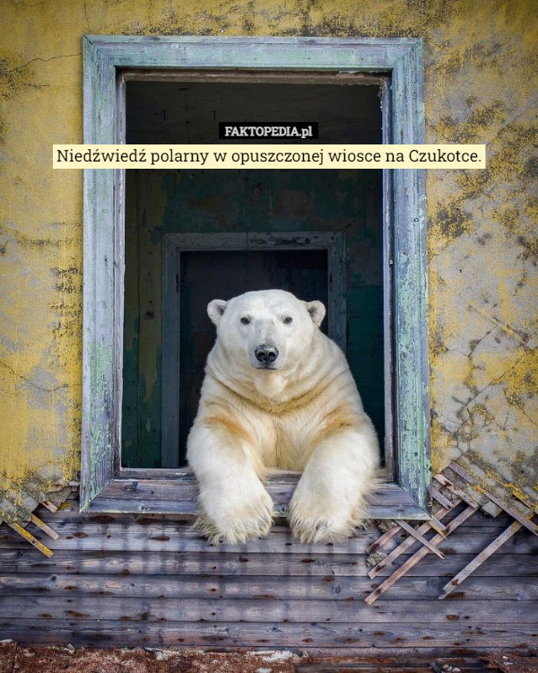 Niedźwiedź polarny w opuszczonej wiosce na Czukotce. 