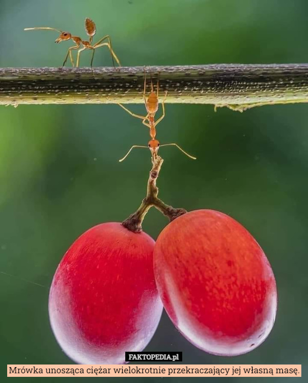 Mrówka unosząca ciężar wielokrotnie przekraczający jej własną masę. 