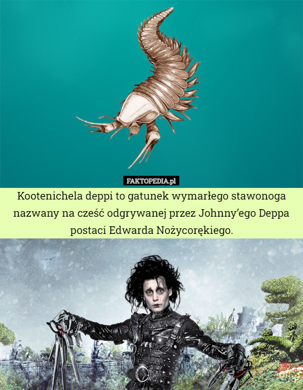 Kootenichela deppi to gatunek wymarłego stawonoga nazwany na cześć odgrywanej przez Johnny’ego Deppa postaci Edwarda Nożycorękiego. 