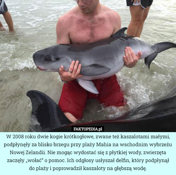 W 2008 roku dwie kogie krótkogłowe, zwane też kaszalotami małymi, podpłynęły za blisko brzegu przy plaży Mahia na wschodnim wybrzeżu Nowej Zelandii. Nie mogąc wydostać się z płytkiej wody, zwierzęta zaczęły „wołać” o pomoc. Ich odgłosy usłyszał delfin, który podpłynął do plaży i poprowadził kaszaloty na głębszą wodę. 