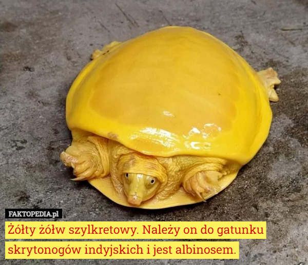 Żółty żółw szylkretowy. Należy on do gatunku skrytonogów indyjskich i jest albinosem. 