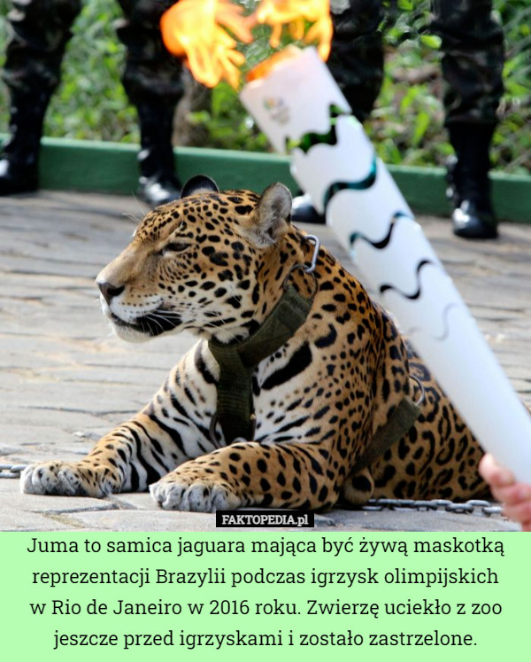 Juma to samica jaguara mająca być żywą maskotką reprezentacji Brazylii podczas igrzysk olimpijskich
w Rio de Janeiro w 2016 roku. Zwierzę uciekło z zoo jeszcze przed igrzyskami i zostało zastrzelone. 