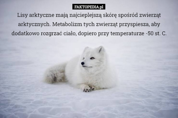 Lisy arktyczne mają najcieplejszą skórę spośród zwierząt arktycznych. Metabolizm tych zwierząt przyspiesza, aby dodatkowo rozgrzać ciało, dopiero przy temperaturze -50 st. C. 