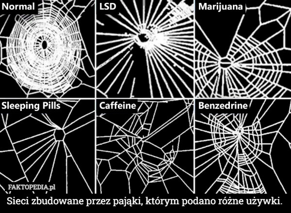 Sieci zbudowane przez pająki, którym podano różne używki. 