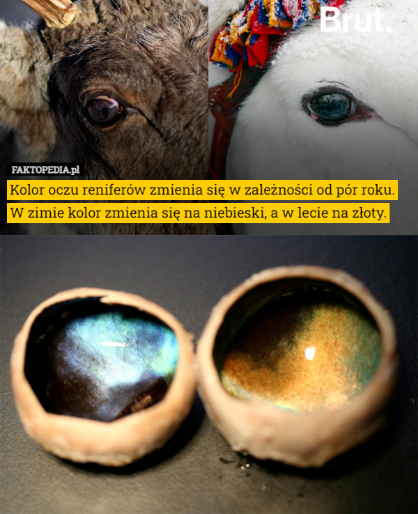 Kolor oczu reniferów zmienia się w zależności od pór roku.
 W zimie kolor zmienia się na niebieski, a w lecie na złoty. 