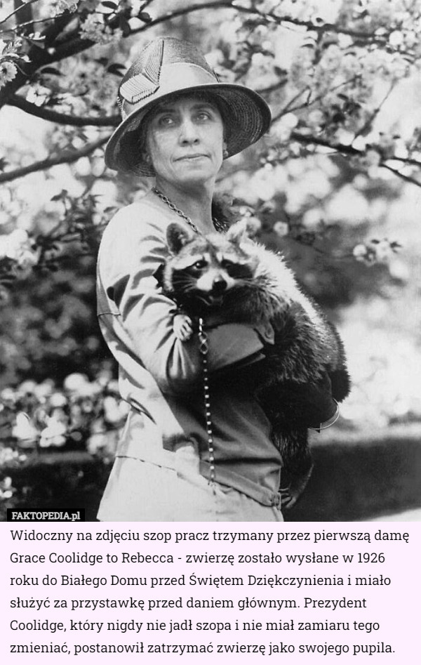 Widoczny na zdjęciu szop pracz trzymany przez pierwszą damę Grace Coolidge to Rebecca - zwierzę zostało wysłane w 1926 roku do Białego Domu przed Świętem Dziękczynienia i miało służyć za przystawkę przed daniem głównym. Prezydent Coolidge, który nigdy nie jadł szopa i nie miał zamiaru tego zmieniać, postanowił zatrzymać zwierzę jako swojego pupila. 