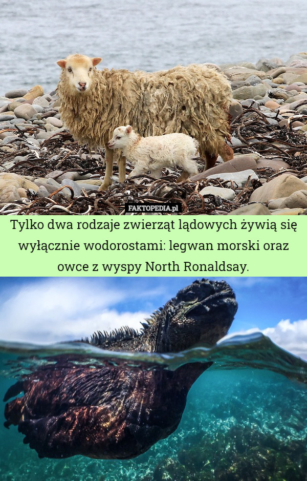 Tylko dwa rodzaje zwierząt lądowych żywią się wyłącznie wodorostami: legwan morski oraz owce z wyspy North Ronaldsay. 