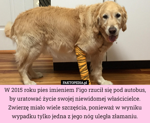 W 2015 roku pies imieniem Figo rzucił się pod autobus, by uratować życie swojej niewidomej właścicielce. Zwierzę miało wiele szczęścia, ponieważ w wyniku wypadku tylko jedna z jego nóg uległa złamaniu. 