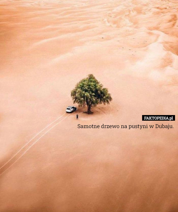 Samotne drzewo na pustyni w Dubaju. 