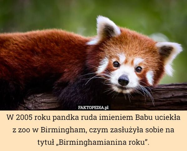 W 2005 roku pandka ruda imieniem Babu uciekła z zoo w Birmingham, czym zasłużyła sobie na tytuł „Birminghamianina roku”. 