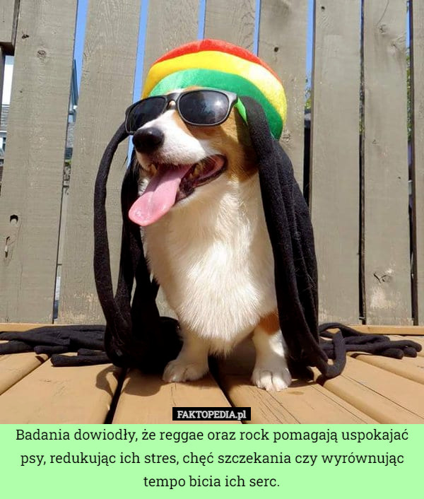 Badania dowiodły, że reggae oraz rock pomagają uspokajać psy, redukując ich stres, chęć szczekania czy wyrównując tempo bicia ich serc. 