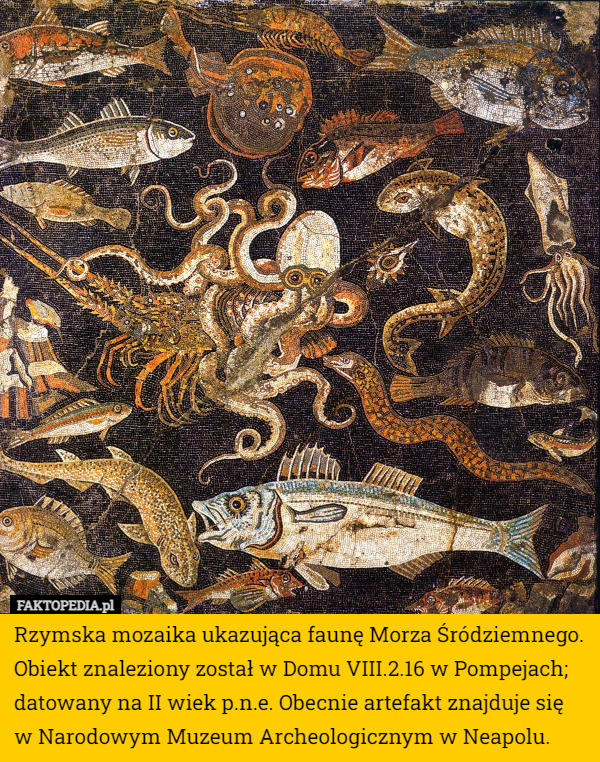 Rzymska mozaika ukazująca faunę Morza Śródziemnego. Obiekt znaleziony został w Domu VIII.2.16 w Pompejach; datowany na II wiek p.n.e. Obecnie artefakt znajduje się w Narodowym Muzeum Archeologicznym w Neapolu. 