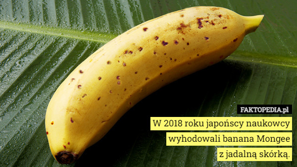 W 2018 roku japońscy naukowcy
 wyhodowali banana Mongee
 z jadalną skórką. 
