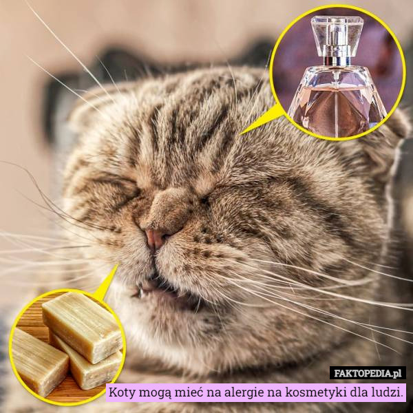 Koty mogą mieć na alergie na kosmetyki dla ludzi. 