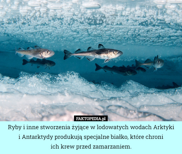 Ryby i inne stworzenia żyjące w lodowatych wodach Arktyki
 i Antarktydy produkują specjalne białko, które chroni
 ich krew przed zamarzaniem. 
