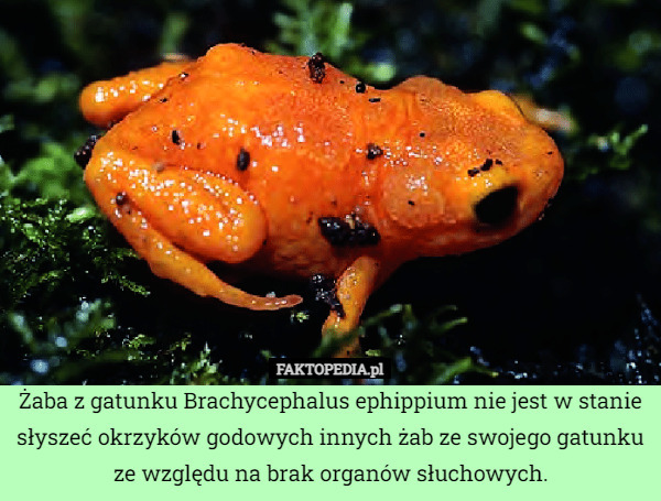 Żaba z gatunku Brachycephalus ephippium nie jest w stanie słyszeć okrzyków godowych innych żab ze swojego gatunku ze względu na brak organów słuchowych. 