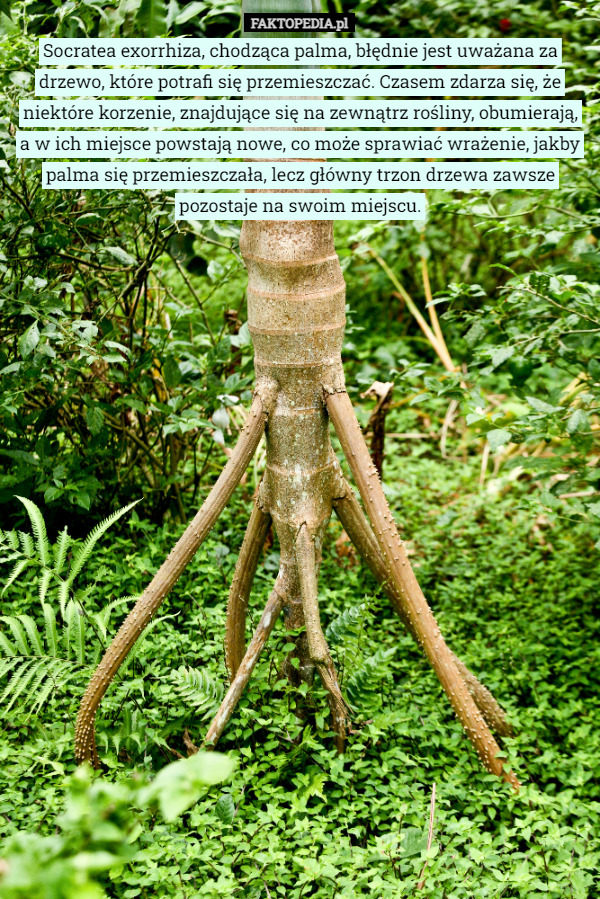 Socratea exorrhiza, chodząca palma, błędnie jest uważana za drzewo, które potrafi się przemieszczać. Czasem zdarza się, że niektóre korzenie, znajdujące się na zewnątrz rośliny, obumierają,
a w ich miejsce powstają nowe, co może sprawiać wrażenie, jakby palma się przemieszczała, lecz główny trzon drzewa zawsze pozostaje na swoim miejscu. 