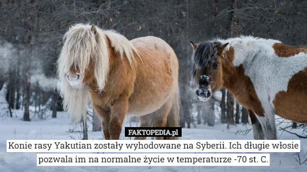 Konie rasy Yakutian zostały wyhodowane na Syberii. Ich długie włosie pozwala im na normalne życie w temperaturze -70 st. C. 