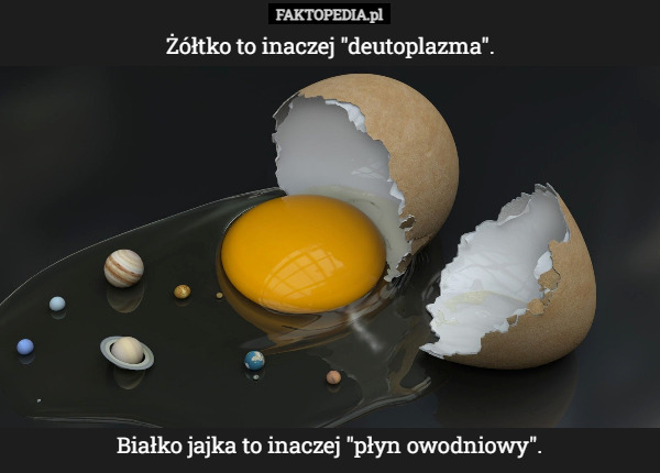 Żółtko to inaczej "deutoplazma".










Białko jajka to inaczej "płyn owodniowy". 