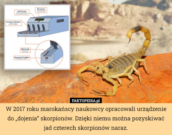 W 2017 roku marokańscy naukowcy opracowali urządzenie do „dojenia” skorpionów. Dzięki niemu można pozyskiwać jad czterech skorpionów naraz. 